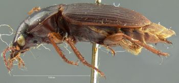 Media type: image;   Entomology 5885 Aspect: habitus lateral view